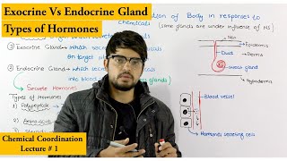 Chemical Coordination  Endocrine and Exocrine Glands [upl. by Rida]