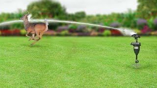 Cat repellent with sprinkler [upl. by Averil775]