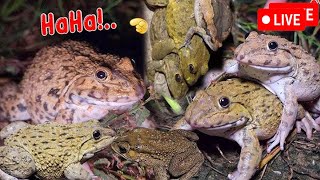 🐸Boing Boing web catching frogs🐸flying and Jumping Part 3 [upl. by Aieki]