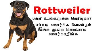 Rottweiler tips and tricks in Tamil ராட்வீலர் நாய்கள் வளர்ப்பது எப்படி Rottweiler dog [upl. by Naarah]