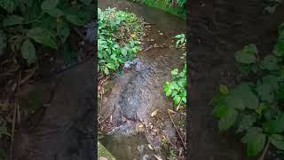 Peaceful Little Creek Pueblo Magico Coatepec veracruz mexico [upl. by Kragh310]