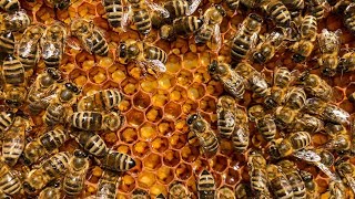 Honey bee Apis mellifera waggle dancing and tremble dancing [upl. by Jezreel763]