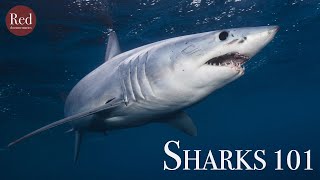 Sharks 101 – The Oceans Apex Predators 🦈 [upl. by Aiveneg]