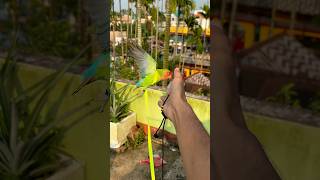 Love birds training🦜 Birds harness training birds parrot minivlog shortvideo shortvideo ￼ [upl. by Levona]