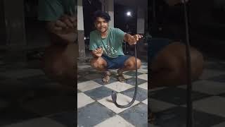 snake lovers ❤️🤩 🐍🐍 rescue 🙂 😍 dangerous like comment shareandsubscribelikeforlikesrpmshortvide [upl. by Gati]