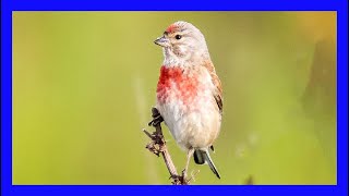 Pardillo Cantando  Eurasian Linnet Singing  Linaria Cannabina [upl. by Adlen]