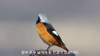 quot딱새quot Daurian Redstart 참새목솔딱새과 L14155cm [upl. by Mcquillin880]