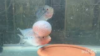 flowerhorn breeding fish flowerhorn flowerhorngrooming cichlid fishaquarium [upl. by Celia777]