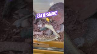 How Rattlesnakes Grow Their Rattles 🐍 snake animals [upl. by Esialb]