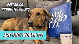 Are Probiotic Chews For Dogs  Are they worth it [upl. by Tamsky]