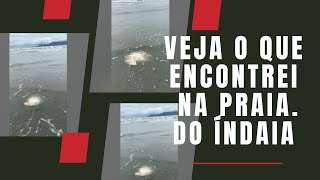 Veja o que encontramos hoje na Praia do Indaiá em Caraguatatuba [upl. by Becky]