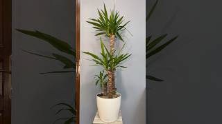 Юкка в кашпо Lechuza юкка комнатныерастения озеленение plants garden lechuza gardening home [upl. by Wsan]