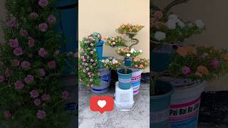 Portulaca flower blooming ideas garden portulaca trending youtubeshorts [upl. by Annoynek378]