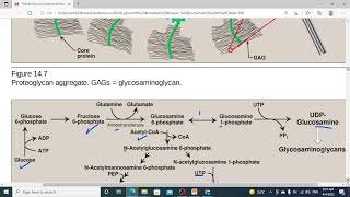 217 glycosaminoglycan proteoglycan and glycoprotein synthesis of proteoglycans  amino sugar1 [upl. by Aidnahs843]