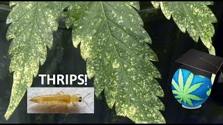 THRIPS In Gardening  How To IdentifyPrevent and Exterminate Them [upl. by Aneladdam]