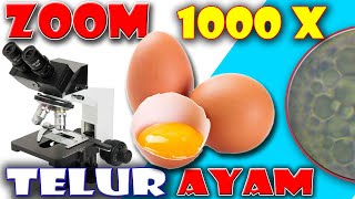 TELUR AYAM DI ZOOM 1000X II EGG UNDER MICROSCOPE [upl. by Ahsiloc]