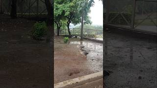 Amazing ducks ducks 😍 Sanchi stupa sanchistupa [upl. by Bloch]