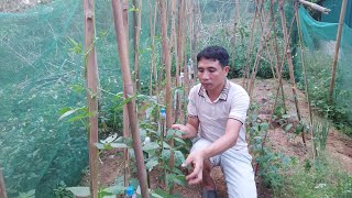 20 days the bean tree has grown Enjoy ripe fruit in the garden [upl. by Eytteb]