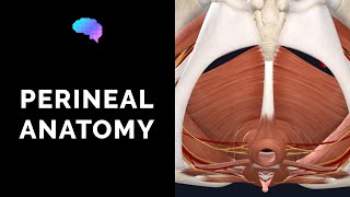 Anatomy of the Perineum 3D tutorial  UKMLA  CPSA [upl. by Lila]