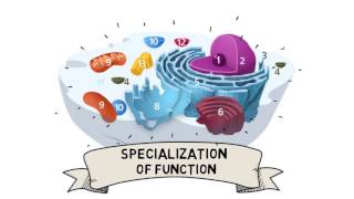 Cell Organization and Compartmentalization [upl. by Frey]