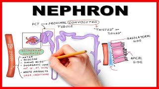 Nephron structure and function class 10  CSEC BIOLOGY TCP [upl. by Claiborn958]