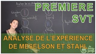 Analyse des résultats de lexpérience de Meselson amp Stahl  SVT  1ère  Les Bons Profs [upl. by Eltsirhc668]