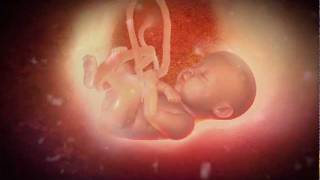 What Happens In The Womb Can Last A Lifetime  Begin Before Birth [upl. by Lyda]