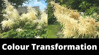 Aruncus Dioicus m  Goats Beard flower colour transformation [upl. by Pubilis300]