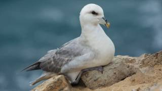 Fulmar [upl. by Kylie464]