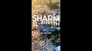 Sharm ElSheikh  Egypt in January  Part 1 [upl. by Inafetse]