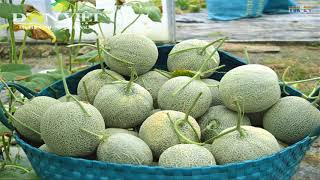 WOW Amazing Agriculture Technology  Rockmelon [upl. by Duaner586]