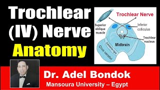 Trochlear IV Nerve Clinical Anatomy Dr Adel Bondok [upl. by Myrtia744]