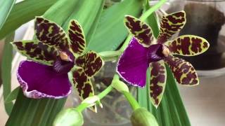 Orchidee  орхидея  Zygopetalum  in Wasserkultur  orchid in full water culture [upl. by Walcoff]