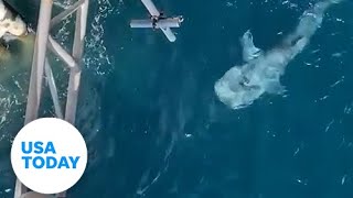 Whale shark swims beneath offshore worker on scaffolding  USA TODAY [upl. by Eeralav]