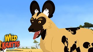 African Wild Dogs  Wild Kratts [upl. by Yrkcaz975]