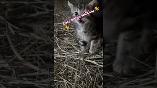 Cute kitten walking 🐈🐈 RajaniST8633kittencatviralshortsyoutubevideo [upl. by Conrad]