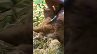 Brushing My Cats Hair😻ε´｡•᎑•っ 💕cat catshorts viral [upl. by Ojaras519]