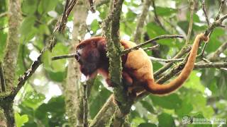 Wildlife Tours Colombia  EN Red Howler Monkey Alouatta seniculus  ES Mono Ahullador [upl. by Errot]