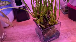 CareCollab  Maxillaria tenuifolia  Water Culture [upl. by Ayila]