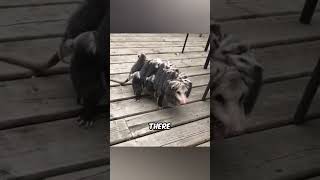 Baby Carrying Opossum Mother Face Off with Dog pestkingswildlife shorts [upl. by Middlesworth971]