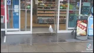 Fríamente calculado  Gaviota robando comida de una tienda video completo [upl. by Kohcztiy]