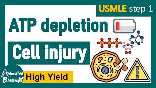 ATP depletion  cell injury  Pathology  USMLE step1 [upl. by Marysa]