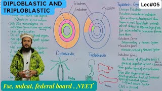 diploblastic and triploblastic animals  diploblastic and triploblastic organisation class 11 [upl. by Loram373]