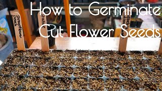 Cut flower germination light vs dark and cold stratification [upl. by Ignace]