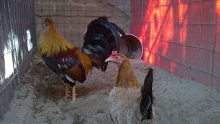 Gallo y gallina radio puros pure radio gamefowl Criadero Salamanca [upl. by Vi]