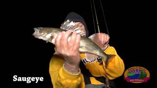 How to tell the differnece between a Sauger and Walleye [upl. by Adnhoj]