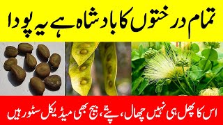 Siris tree benefits  Albizia lebbeck benefits  Tukhme saras ke fayde [upl. by Odraleba]