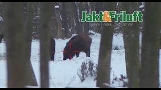 ATN X Sight 4K Pro 5 20 daytime hunting for wild boar roebuck and black grouse [upl. by Odrawde]