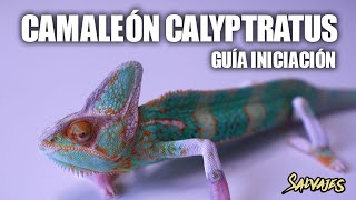 🦎 Camaleón Calyptratus · MEJORES TIPS  Salvajes [upl. by Ike]