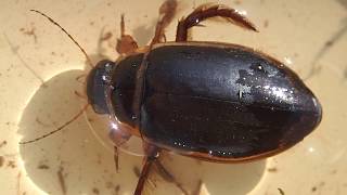 Group 21 Water Beetles adults and larvae Dytiscus marginalis adult male Great Diving Beetle [upl. by Ileyan723]